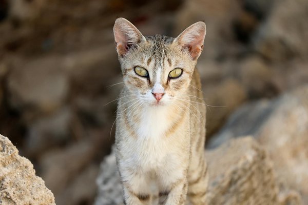 Exploring the post-brexit landscape: challenges and opportunities for uk farmers